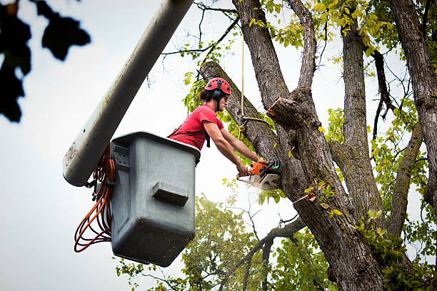 Tree Health Inspection in Richlands, VA